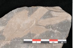 Foto (Detailansicht) von Palaeocassia lanceolata Ettingshausen (NHMW-GEO-2024-0188-10601)